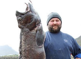 Gefleckter Seewolf von 40 Pfund