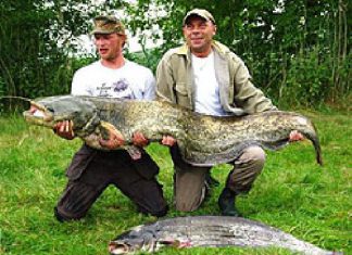 Waller aus der Wörnitz