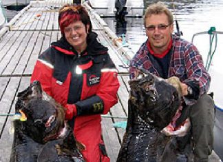 Heilbutt-Abenteuer im Mahlstrom