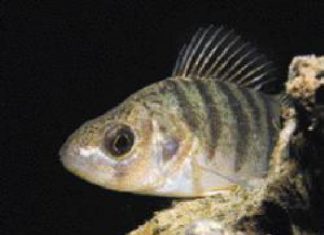 Räuber-Steckbrief: Barsch