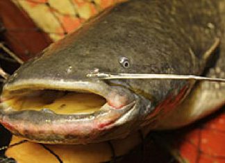 Dicker Fisch für Bleckede