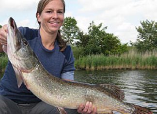 Krokodil auf Gummifrosch