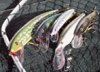 Verrückte Amerikaner