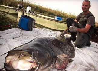 Kracher auf Karausche