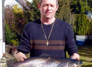 Seeforelle auf gezupften Wurm