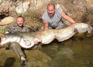 XXL-Waller aus Spanien