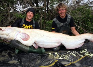 Guiding-Team fängt 150 Waller in zwölf Tagen