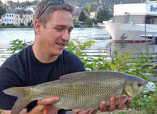 Friedfisch auf Abwegen