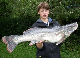 90er Zander aus dem Wörthsee
