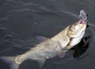 Der Köder zum Erfolg