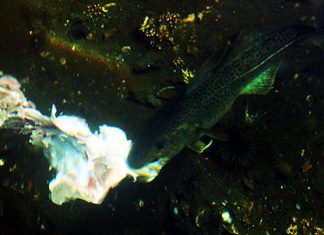 Wenn der Dorsch zum Killer wird