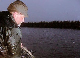 Treene: Nordseeschnäpel wieder da