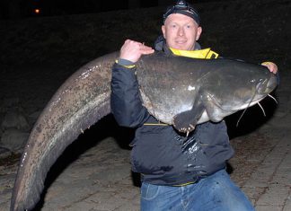 Mitternachtswels aus dem Rhein