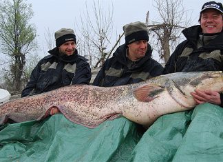 Erfolgreiches Testfischen auf Wels