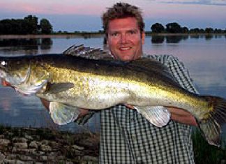 Elbe: Die Zander sind los!