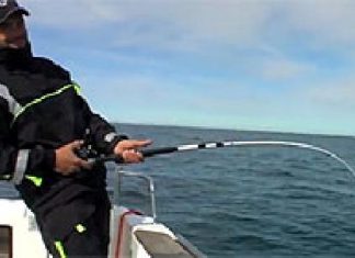 Fünf Heilbutts in fünf Stunden