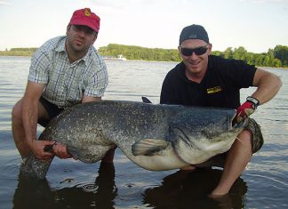 2-Meter-Waller auf Wurmbündel