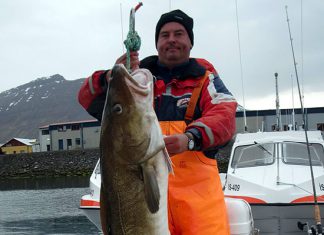 Dorschriese aus Island