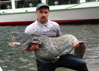 Größter Wels aus der Biggetalsperre