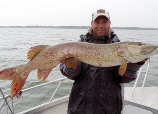Gute Hechte aus dem Schweriner See