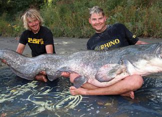 Black Cat Team fängt Welskracher in Serie