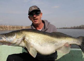 Meterzander aus dem Po