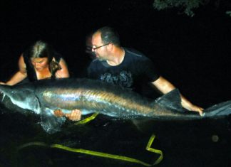 90-Kilo-Stör aus einem Angelsee