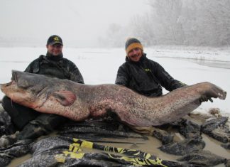 Großwelsfänge bei klirrender Kälte