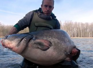 202-Zentimeter-Wels auf Effzett-Blinker