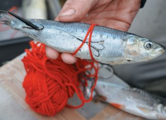 Raffiniertes für Hecht