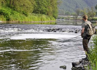 Top-Tipps für Rapfen