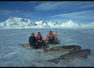 Grönland: Haie aus dem Eisloch