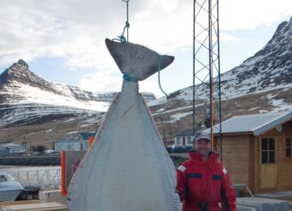 Islandriese – 400-Pfund-Butt vor Sudavik