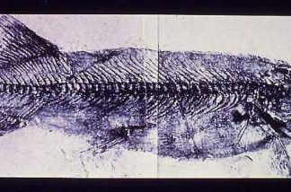 Der Hechtpapst öffnet sein Archiv!