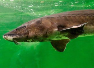 Fisch des Jahres 2014: Der Europäische Stör