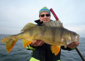 52-Zentimeter-Barsch aus dem Schaproder Bodden