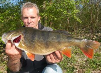 50er Barsch auf Topwater-Köder