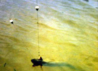 Der Hechtpapst öffnet sein Archiv