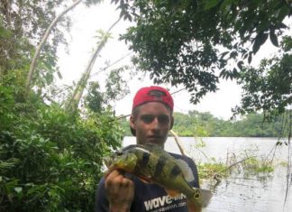 Top-Water-Angeln auf Peacock Bass