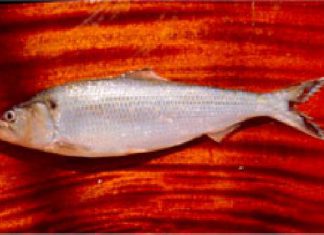 Forscher suchen seltene Ostsee-Fische