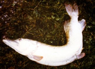 Der Hechtpapst öffnet sein Archiv, Teil 10