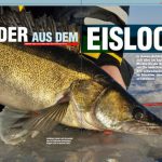 Zander aus dem Eisloch