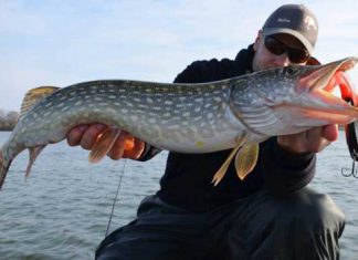 Hecht-Tipp: Großköder bei Minustemperaturen