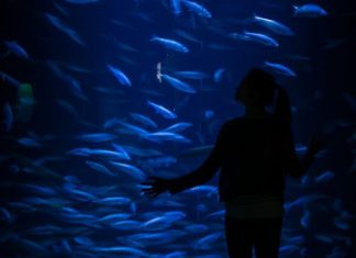 Die Kunst, den lebenden Hering zu zeigen