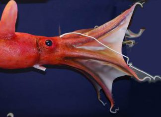 Vampir fürs Meeresmuseum