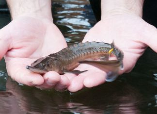 Störe für die Elbe