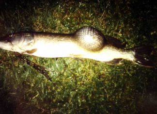 Der Hechtpapst öffnet sein Archiv, Teil 13