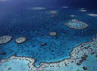 Rettung für die Riffe