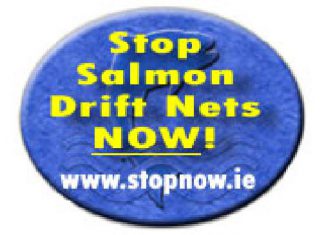 Irland: Initiative zum Lachs-Schutz