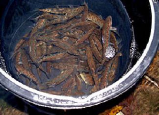 Franzosen in der Ahr